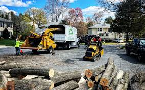 Best Tree Cabling and Bracing  in Eming Island, FL
