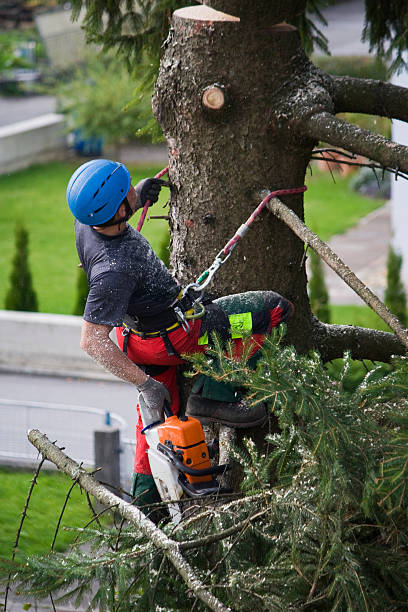 Best Commercial Tree Services  in Eming Island, FL