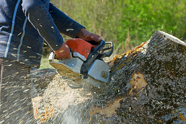 How Our Tree Care Process Works  in  Fleming Island, FL