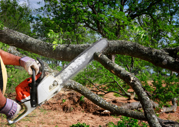 Best Soil Testing and Treatment  in Eming Island, FL
